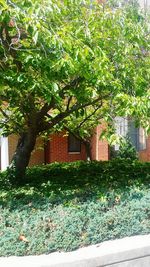 Trees growing in front of house