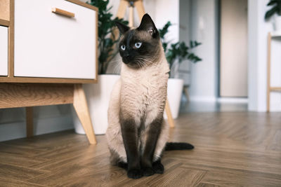 pet