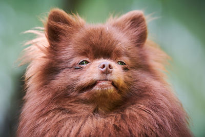 Pomeranian spitz dog in garden, close up face portrait. cute brown pomeranian puppy. spitz pom dog