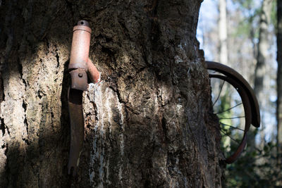 Close-up of tree trunk