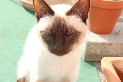 Close-up portrait of cat sitting