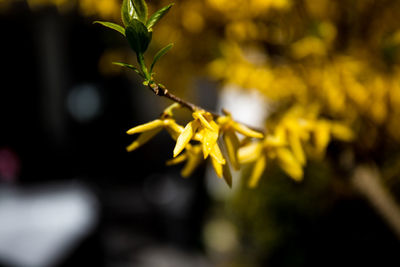 Close-up of yellow flowering plant