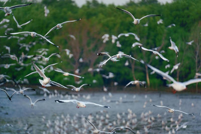 Seagulls flying over water