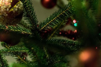 Close-up of christmas tree at night