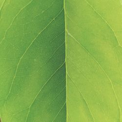 Full frame shot of green leaf