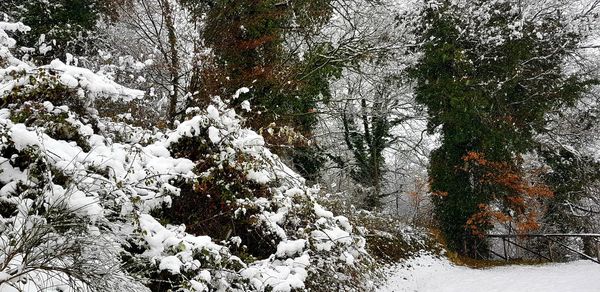 Snow covered trees in forest