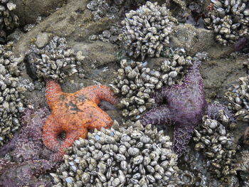 Close-up of coral in sea