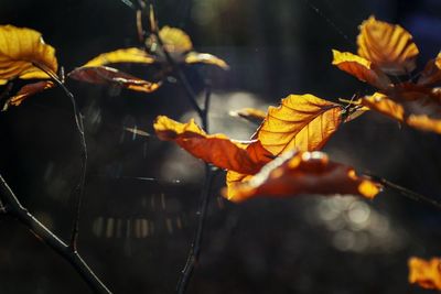 Close-up of orange leaves on plant