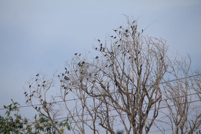 Low angle view of tree against sky