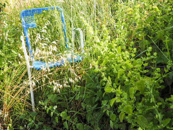 Plants growing on field