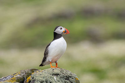 Close-up of puffin perching on rock