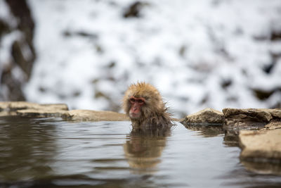 Monkey in a lake