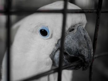 Parrots eyes sharp with black and white isolated background in the cage