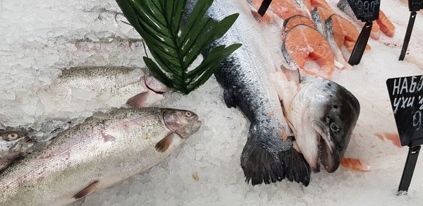 High angle view of fish for sale in market