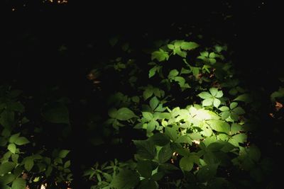 Plants growing in the dark