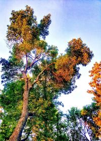 tree
