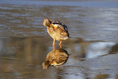 Female duck standing on ice in lake and preening itself