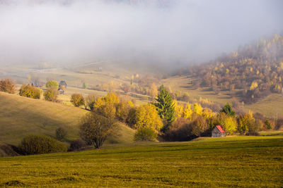 Scenic view of field against trees during foggy weather