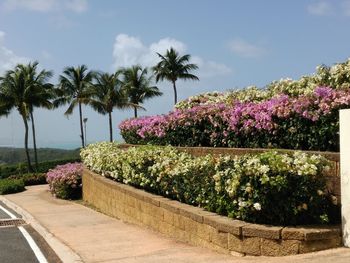 Flowering plants by road against sky