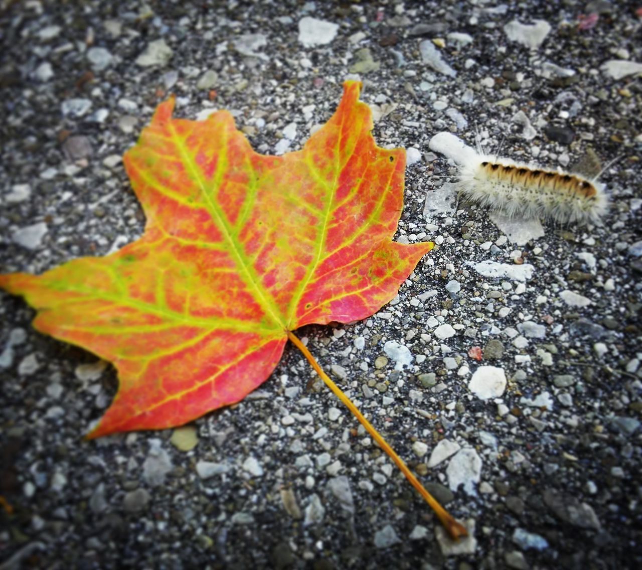 HIGH ANGLE VIEW OF MAPLE LEAVES FALLEN ON WET AUTUMN