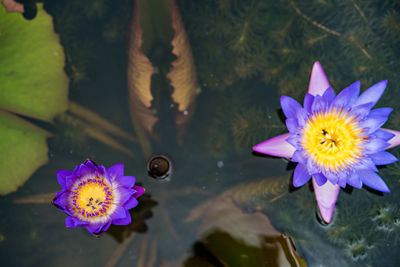 Close-up of purple water lily in lake