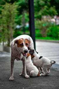 Dog feeding puppies on street against plants