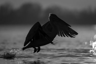 Bird flying over lake