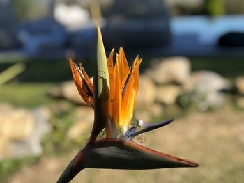 Close-up of orange flower on plant