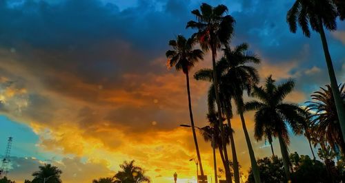 Low angle view of coconut palm trees against dramatic sky