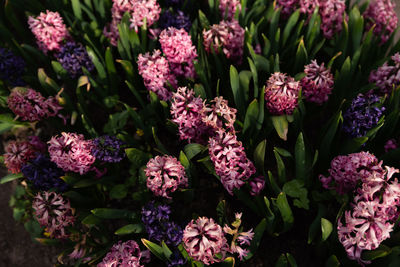 High angle view of pink flowering plants