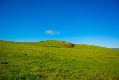 Scenic view of grassy field against clear blue sky