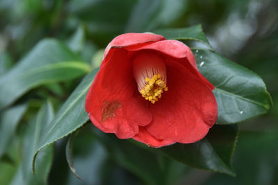 Close-up of red rose flower