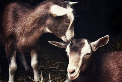 Close-up of kid goats on hay