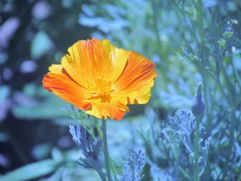 Close-up of orange crocus flower