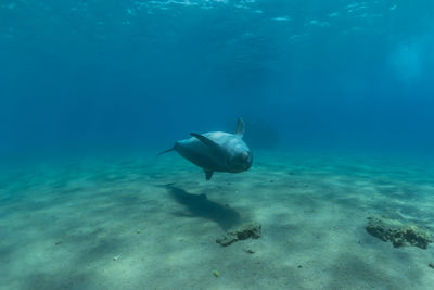 Fish swimming in sea