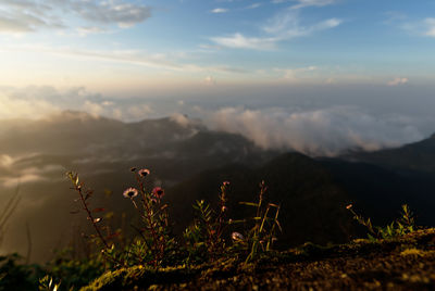 Plants growing on land against sky during sunset