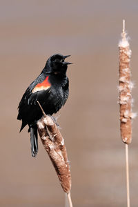 Red-winged blackbird