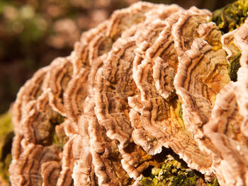 Close-up of mushroom on tree trunk