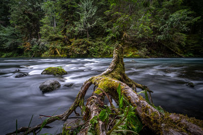 Scenic view of river flowing in forest