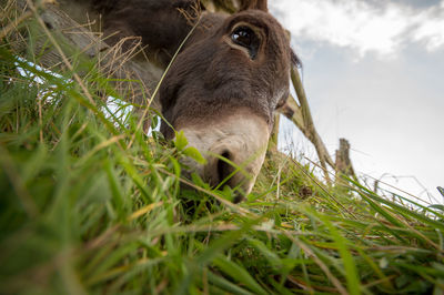 From a meadow with lush grass you can see a donkey's head. the donkey eats. 