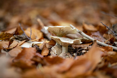 Close-up of dry leaves on land