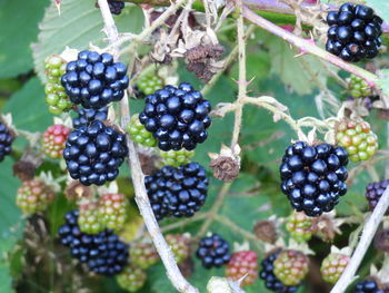 Close-up of fruits growing on tree