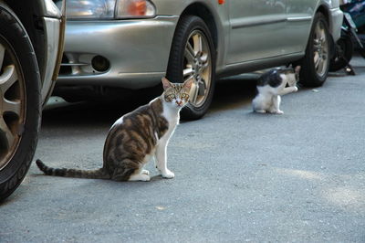 Portrait of cat by cars on road