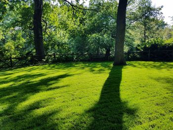 Trees on grassy field