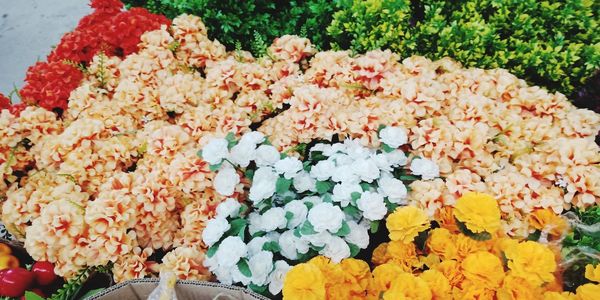 High angle view of flowering plants