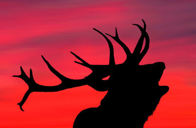 Close-up of silhouette plant against red sky during sunset