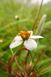 Close-up of yellow flower