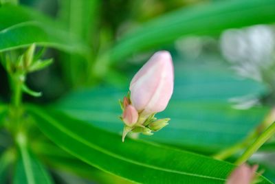 Close-up of pink flowering plant