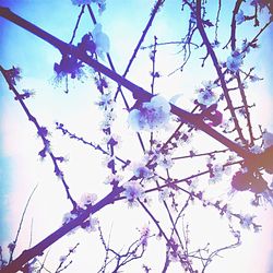 Low angle view of flowers against blue sky