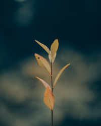 Close-up of plant